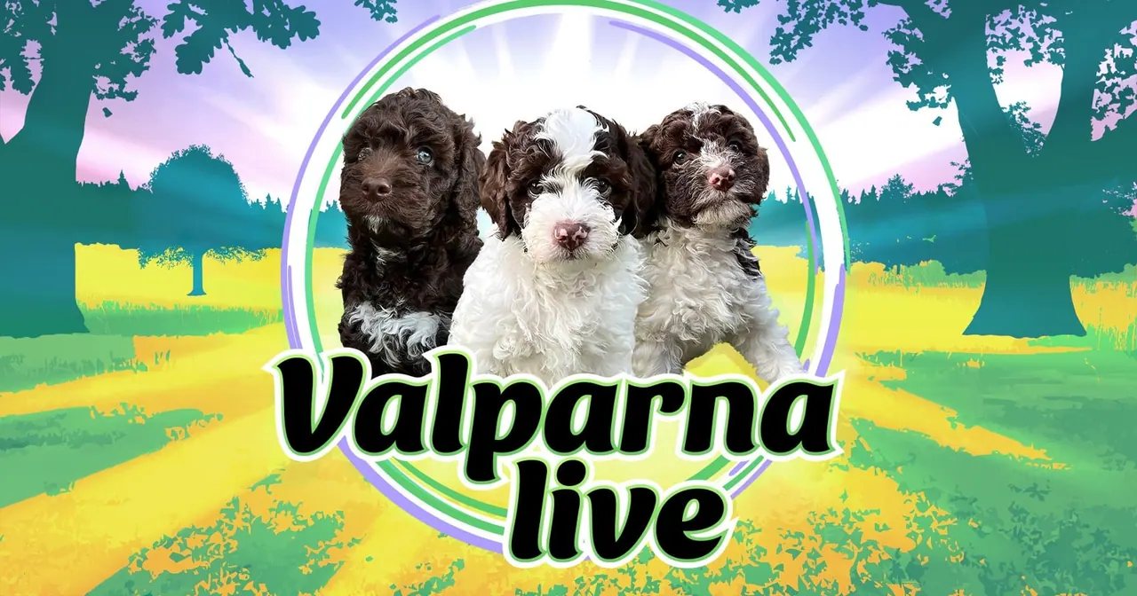 Valparna live, bild från SVT Play