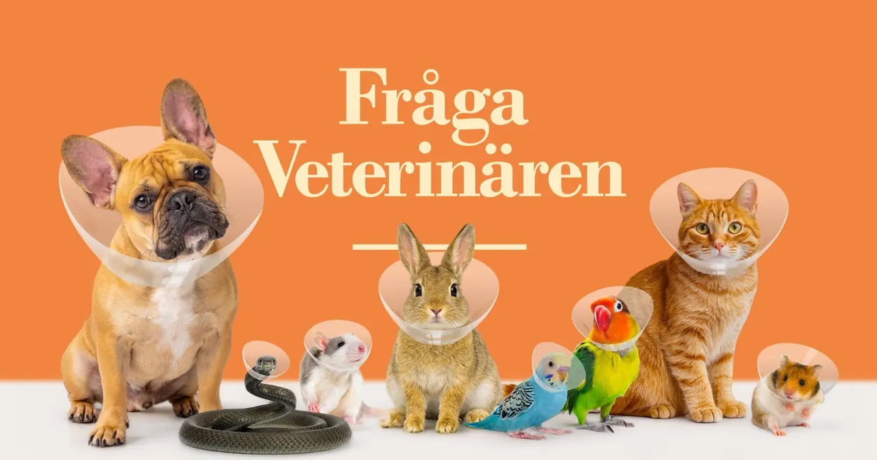 Fråga veterinären, bild från SVT Play