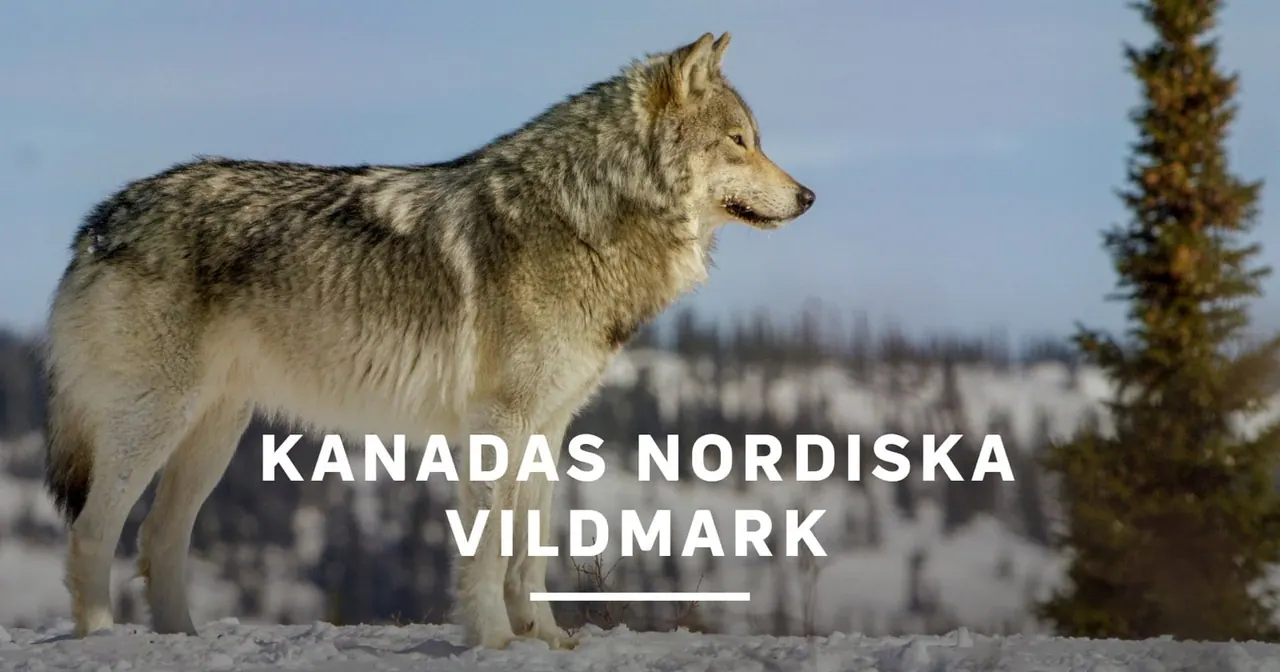 Kanadas nordiska vildmark, bild från SVT Play