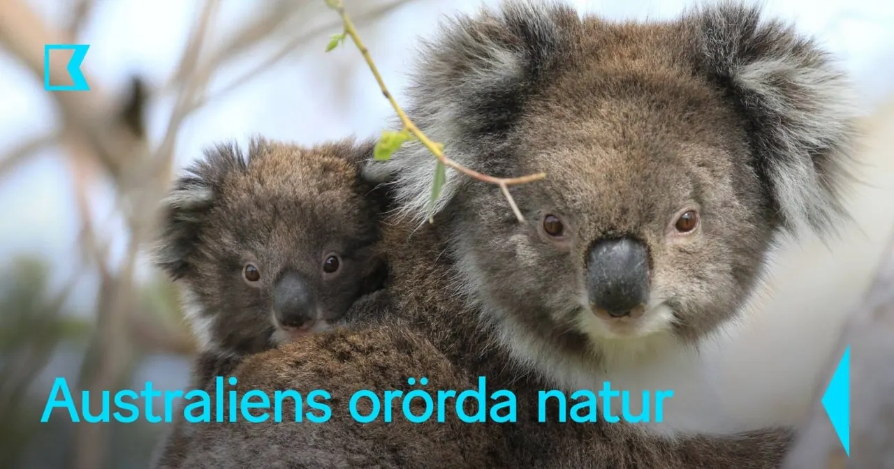 Australiens orörda natur, bild från SVT Play
