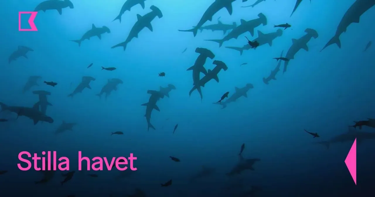 Stilla havet, bild från SVT Play