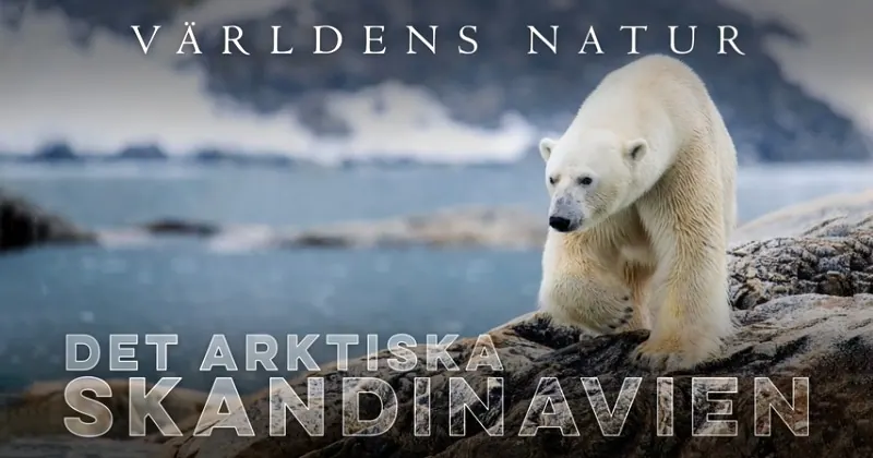 Världens natur: Det arktiska Skandinavien, bild från SVT Play