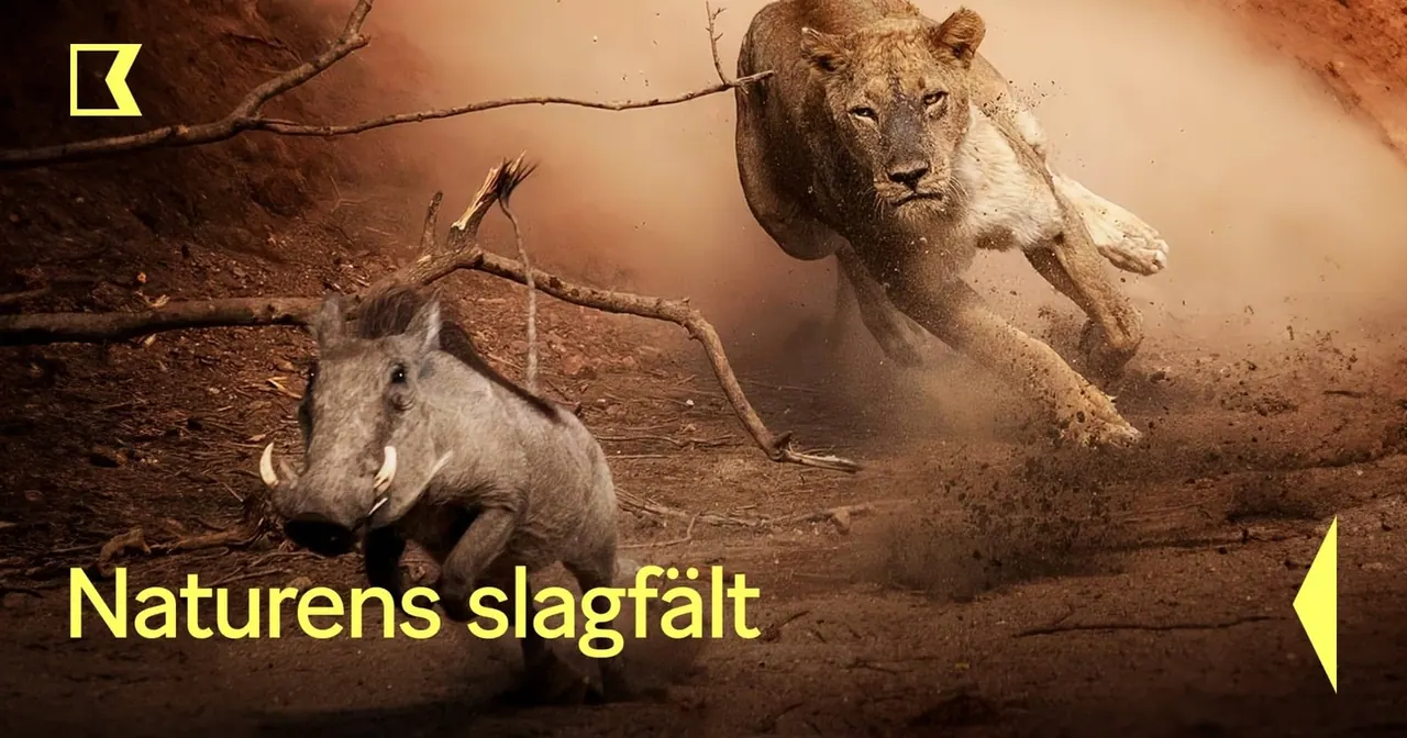 Naturens slagfält, bild från SVT Play