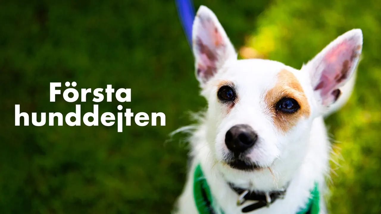 Första hunddejten, bild från TV4 Play